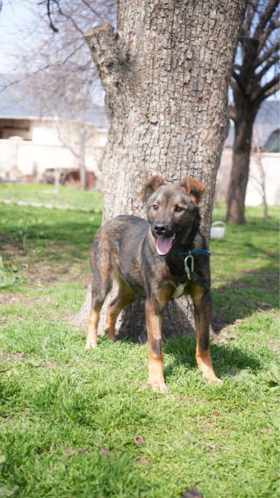 Щенок 5-6 месяцев ищет семью