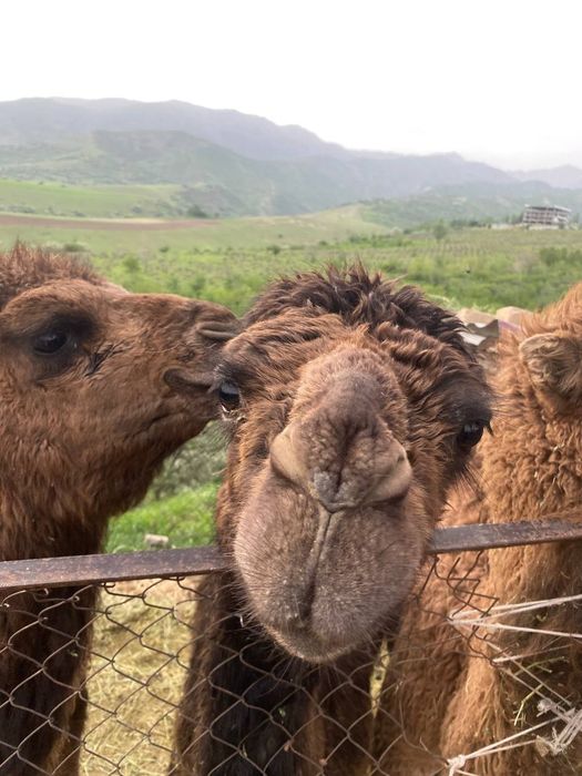 ТУЯ УРГАЧИ ЁГИ.tuya urkach yogi