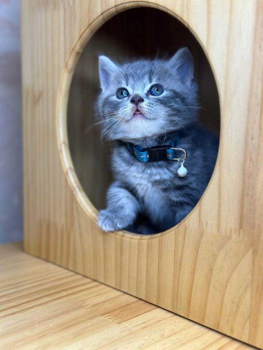 Чистокровные скоттиш страйт мальчик с паспортом