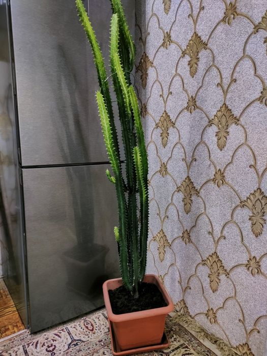 Комнатные растения, доставка