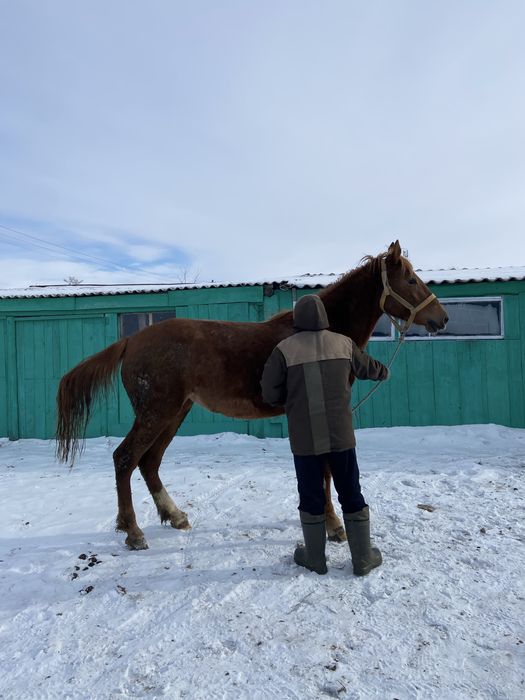 Кобыла жеребая мае будет 3 года