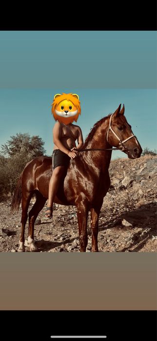 Осы айғыр сатылады!