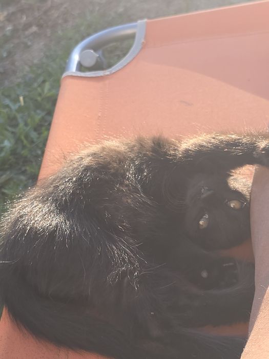 Adopție pisicuțe jucăușe