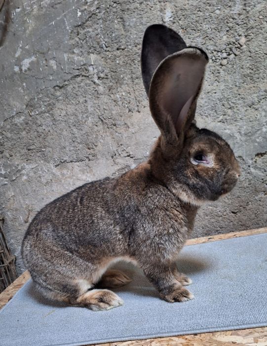 Mascul uriaș german gri 1 an