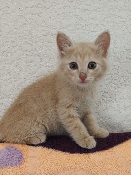Котята от красивой мамы