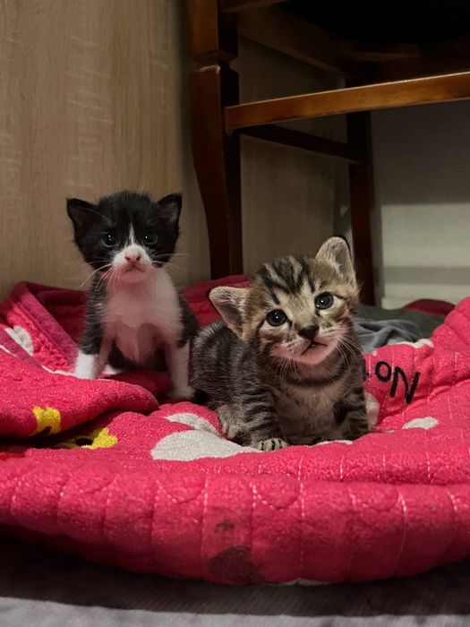 Отдам в добрые руки котенка