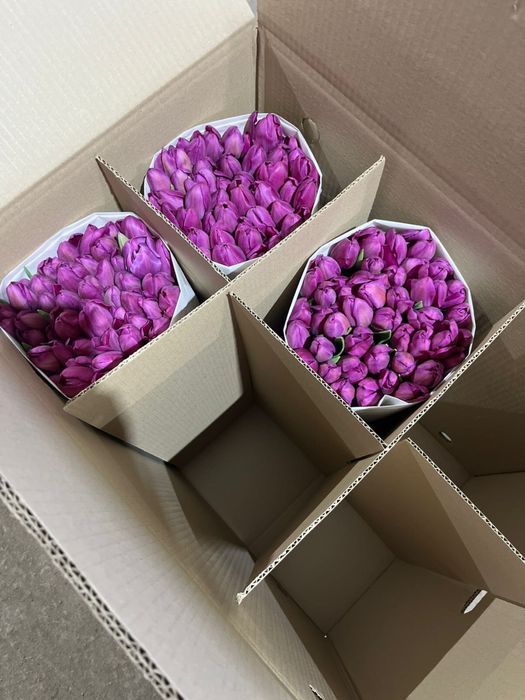 Тюльпаны премиум класса