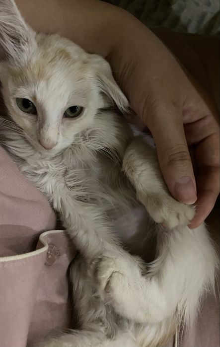 отдам бесплатно в хорошие руки