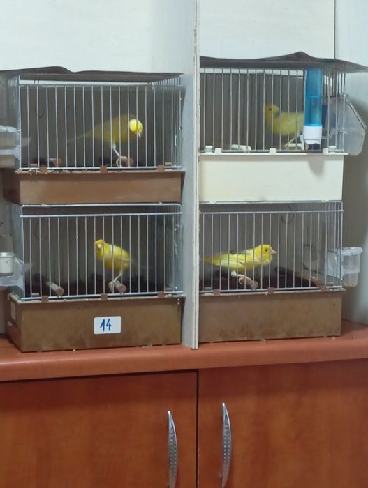 Canar malinois mascul