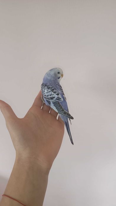 Vând o pereche de papagali