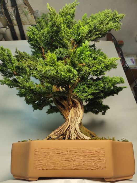 Продам Бонсай (голубой мозжевельник)