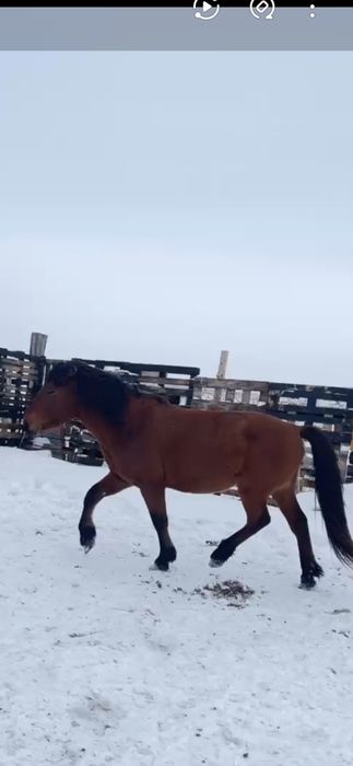 Айғыр сатылады үйір де жүр