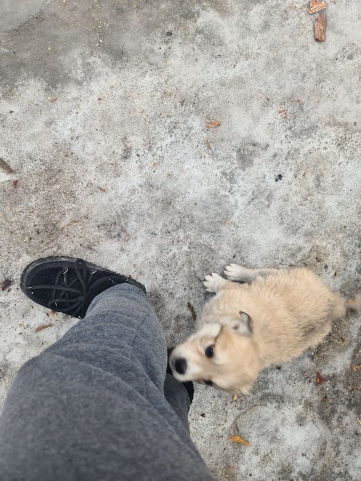 Отдам щенка бесплатно