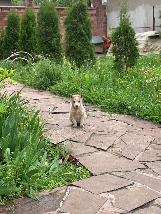 Щенки Хаски 1,5 месяца