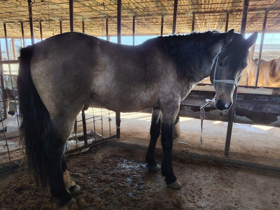 Айғыр 6жасар Айғыр