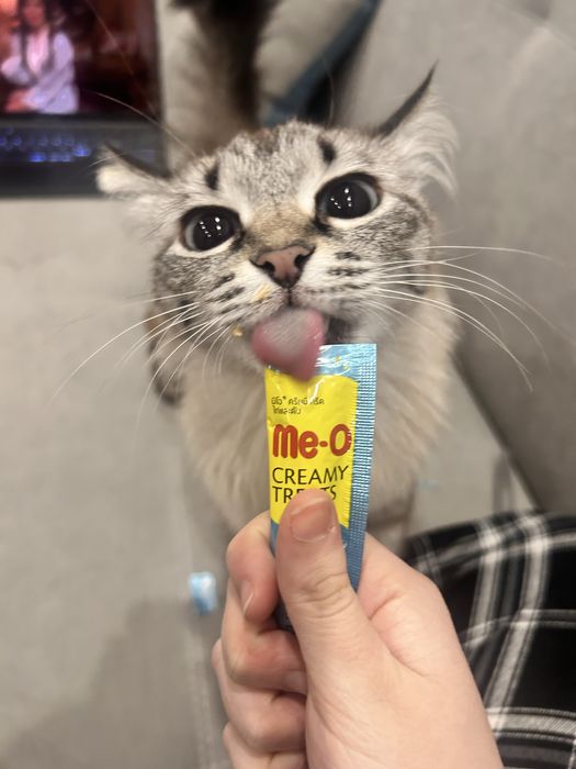 Отдам котенка-девочка