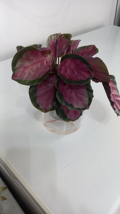 Продам калатею (маранта) 3 500тг