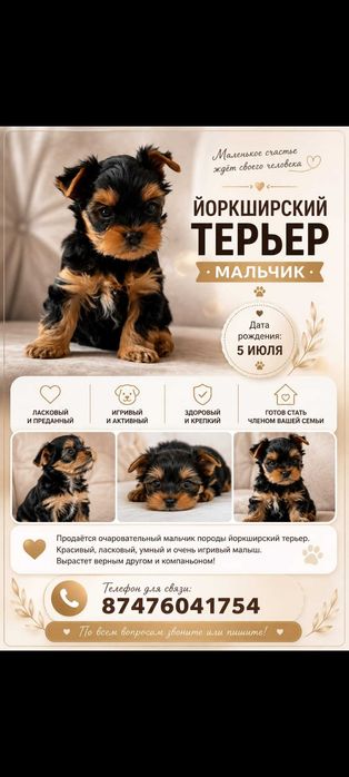 В продаже щенок порода йоркширский терьер