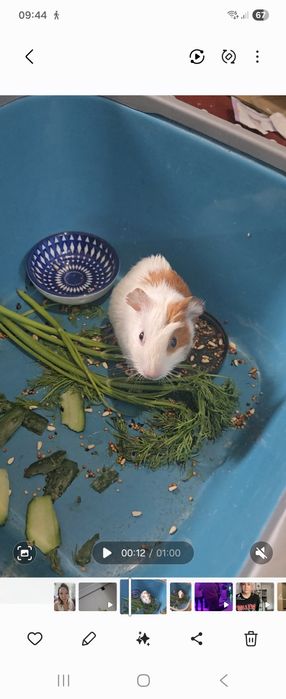 Морская свинка малыш 3000 тг