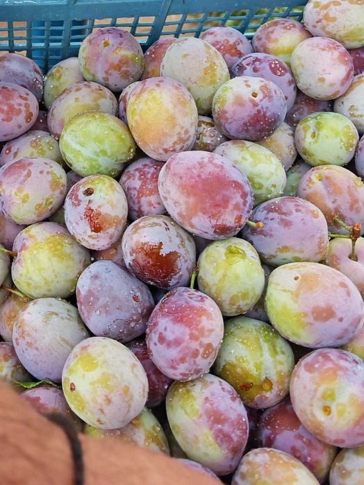 Prune de Vânzare
