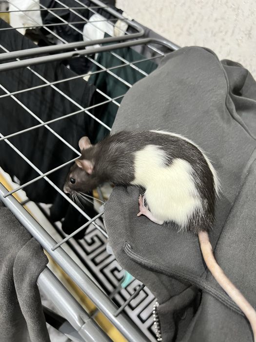 Отдам бесплатно крыс