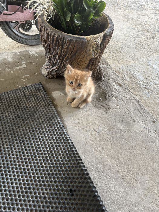 Котят в добрые руки