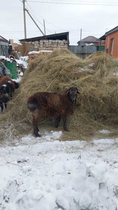 Продам молодой қошқар