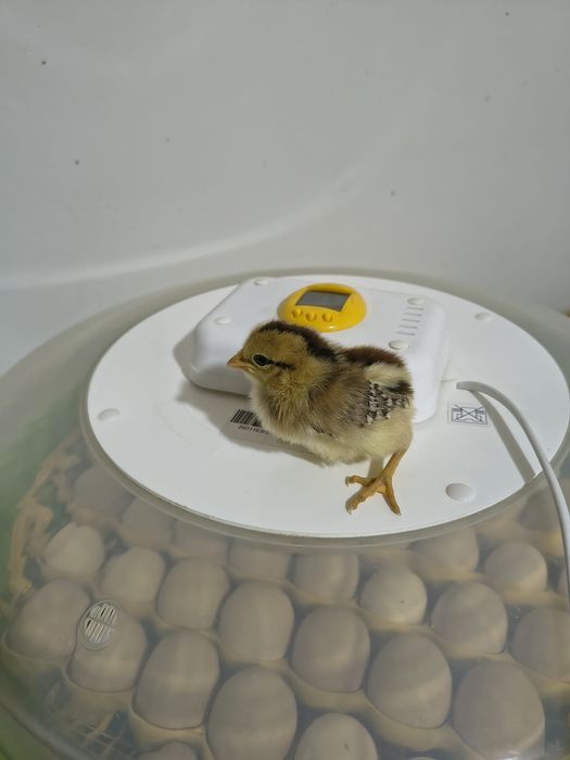 Disponibil pui de rasă, Araucana  și Ameaucana ,și ouă .