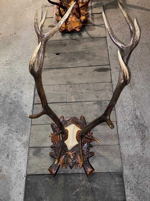 Vand trofeu coarne de cerb