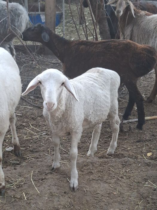 Продам кошкарчиков