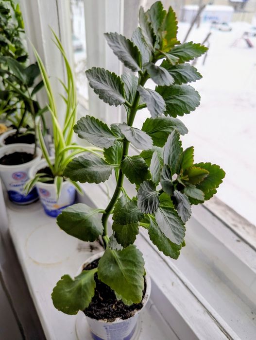 комнатные растения