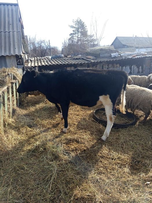 Продам тёлку 300 тысяч