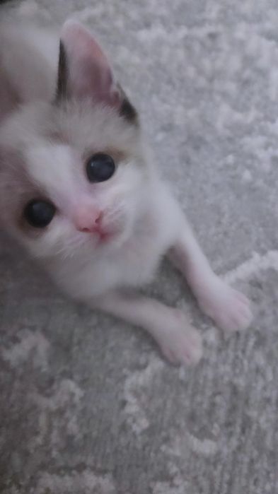 Котёнок 7 недель, читайте описание внимательно пожалуйста