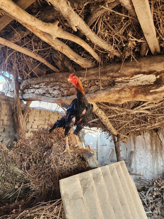 O SHAMO привазной 3 йиллик