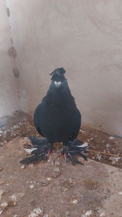 Голуби соч носочубый самец кептер