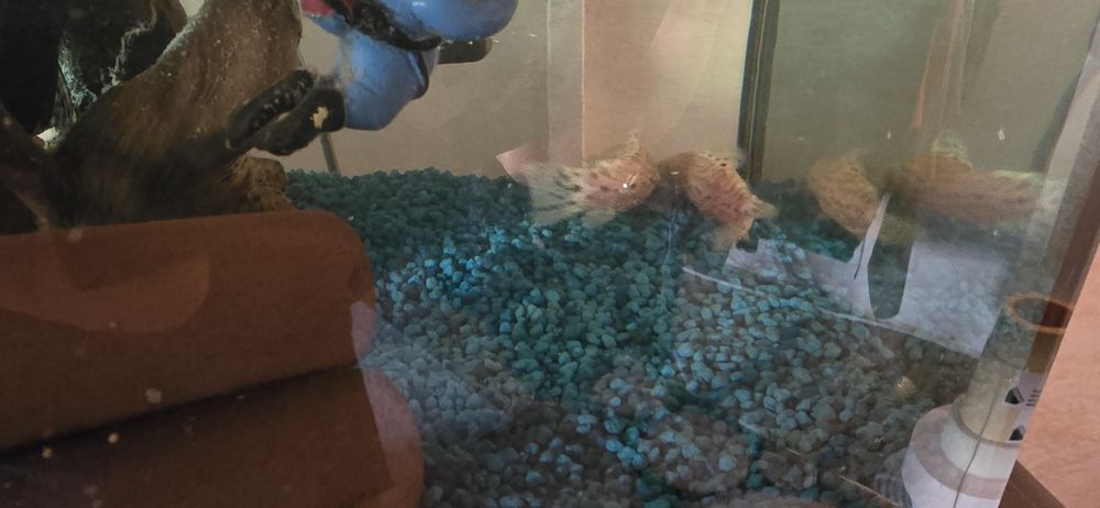 Acvariu cu pesti și accesori