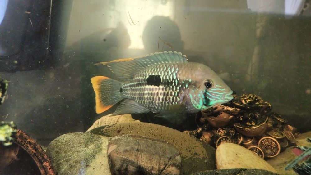 Мальки Акары бирюзовой