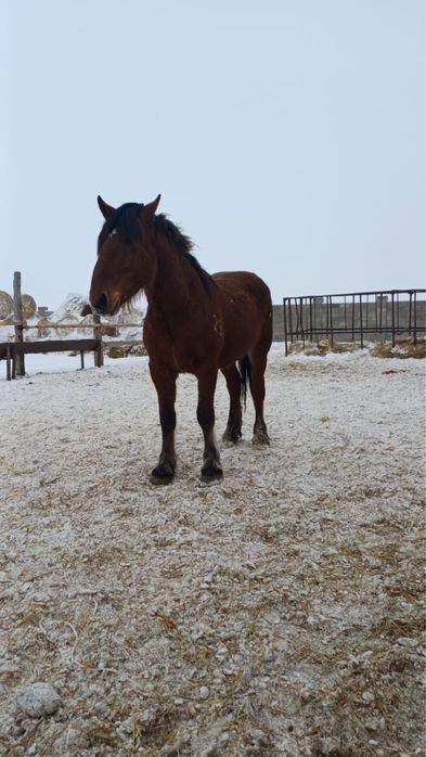 Лошади продажа.