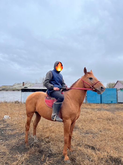 Дончак айғыр сатамын