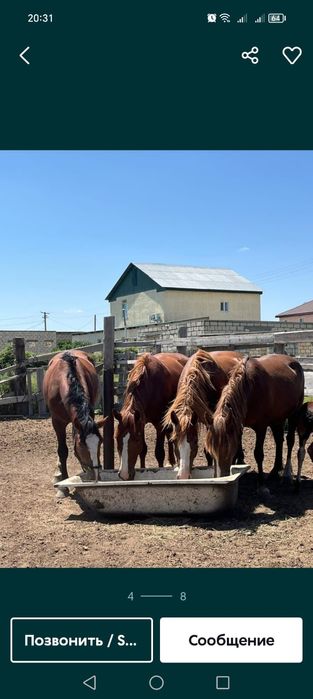 Жылқы көңі. (Конный новоз)