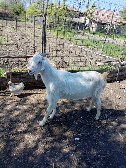 Schimb capra tinără