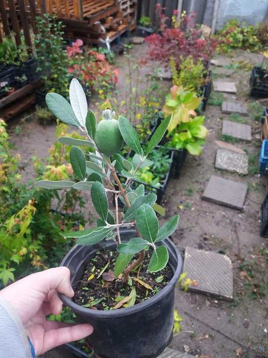 Фейхоа, Ананасова Гуава -Йодно дърво