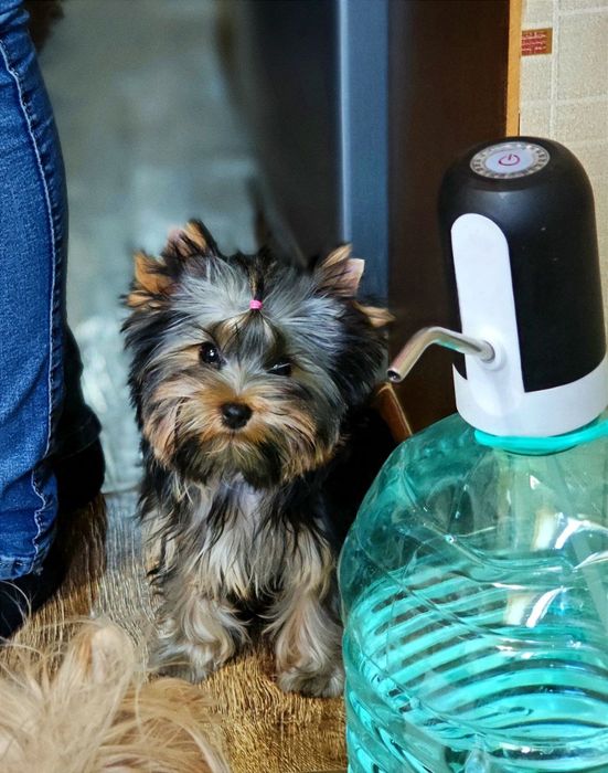 Продаются щенки йоркширского терьера