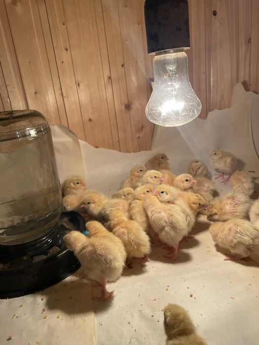 Перепелки Белый гигант Техас. Пятидневные. Звоните в любое время.