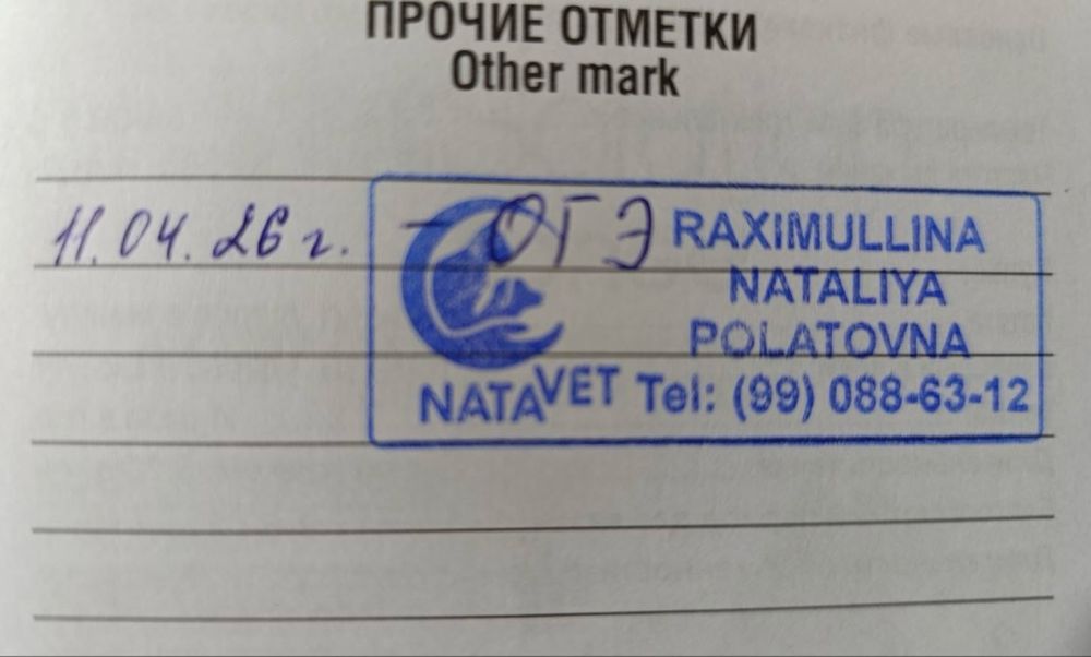 Кошка в добрые руки