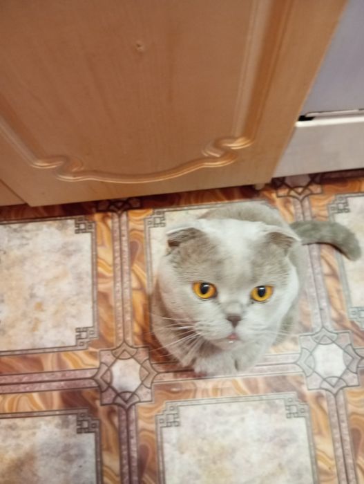 Кот для вязки, британец