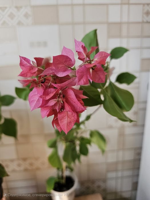 Бугенвилии,  отростки