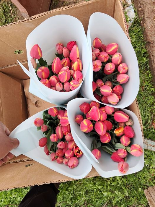 Тюльпан оптом акция