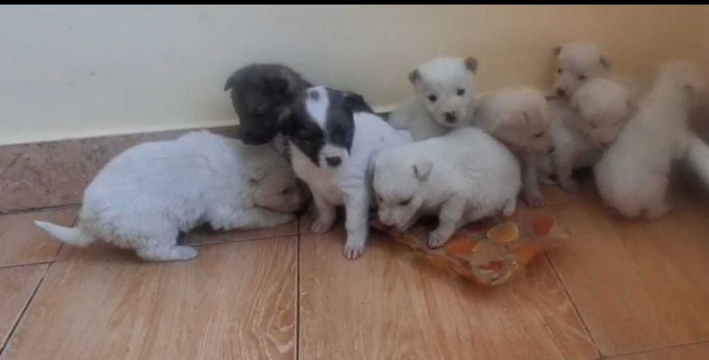 Отдам щенят в хорошие руки, поселок Кабанбай батыра