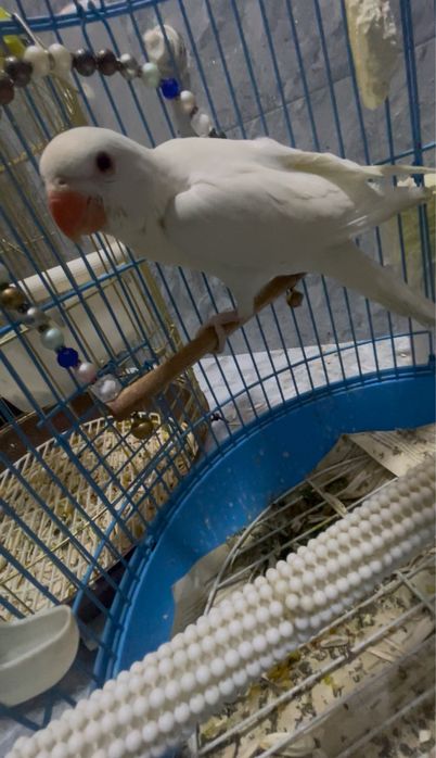 papugay oq ajereliya sotiladi